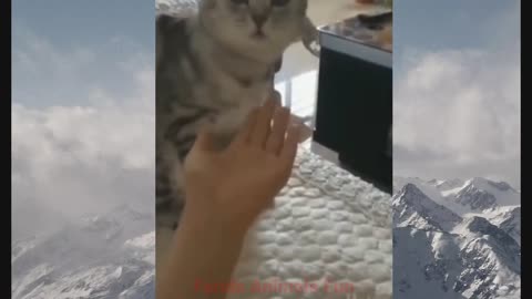 petscomrade 😂😂: Funniest Cats and Dogs Videos Compilation#4😂😂