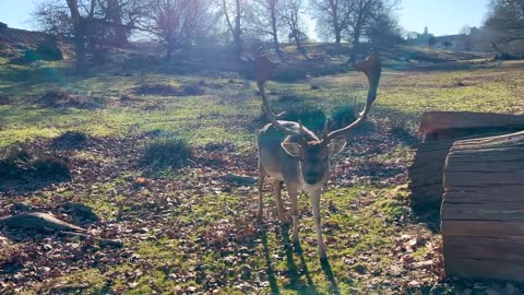 Deer Trail Camera Recordings
