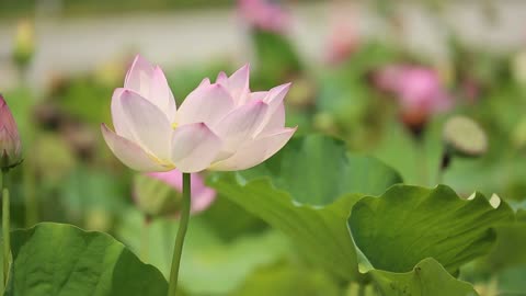 cute flower dancing in the wind #Newsmax TV