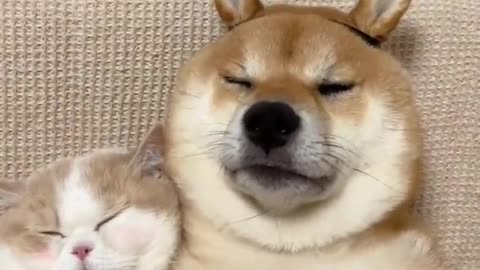 AWW Top Funny Cats And Dogs Videos