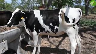 RELAXING COW VIDEO 🐄 COWS GRAZING ON THE FIELD (with nature sounds & music)