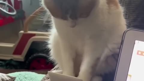 Best Amazing Cats Viral Funny Clips😹