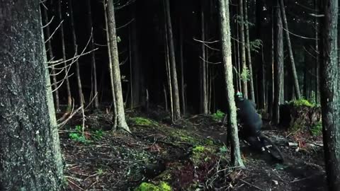 Amazing Freeride Forest