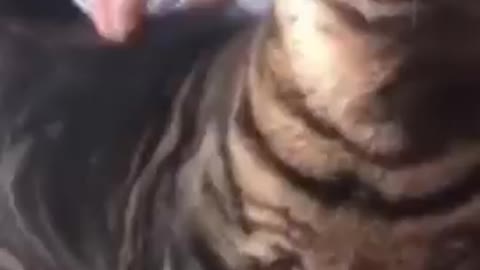 Possessed cat goes crazy...