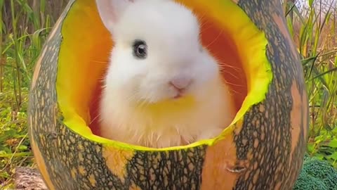 A pumpkin hut that can eat and live🎃 cute pet rabbit