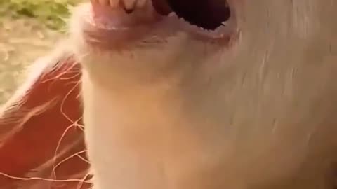 The laughing funny goat 🐐😂 |