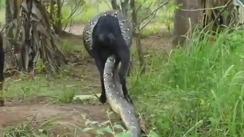 Gaint snake attack a goat