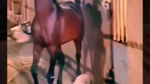 😂 "Kickin' Up Laughter: Hilarious Horse Kicks Compilation!"😂