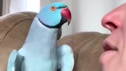 Talking parrot interacts adorably with owner