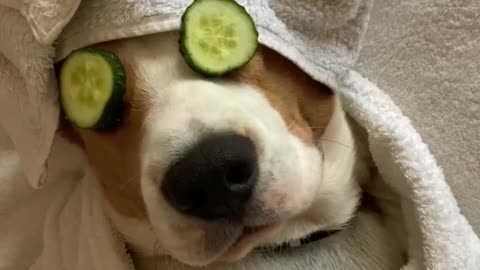 Dog Has a Spa Day