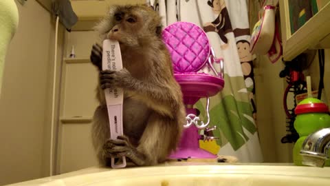 Smart monkey knows how to use nail file