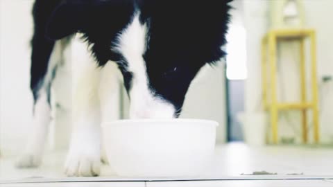Cute dog drinking milk 🥛