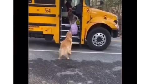 Dog Helps carry Little girl's backpack