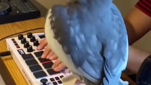 Funny parrot, lovebird, parakeet singing a song