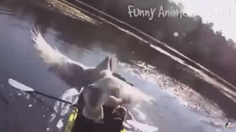 Funny animals best moments!