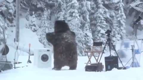 Bear Joins Ice Swimmers Party