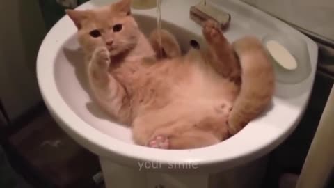 Funny Videos of cats