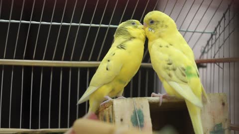 Yellow Birds Being Romantic To Each Other 2021