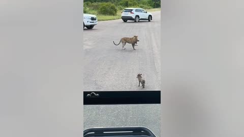 Greedy leopard wants 2 baby warthogs