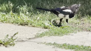 Beautiful Magpies