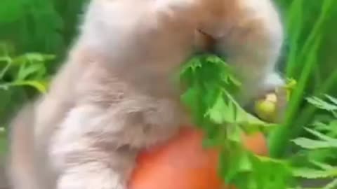 Funny animals, funny cats, funny dogs, funny hens, funny pets, funny animals videos !😃 @shauqt8