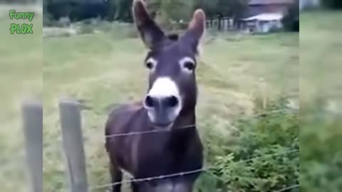 funny donkey videos