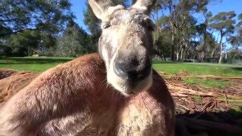 Buff Kangaroo Gets Girls by Flexing Muscles