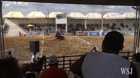 Brazilian Rodeo-Style Sport Banned for Animal Cruelty