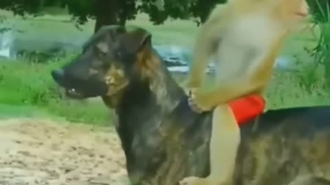 Best Friends Dog and monkey