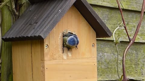 bird house