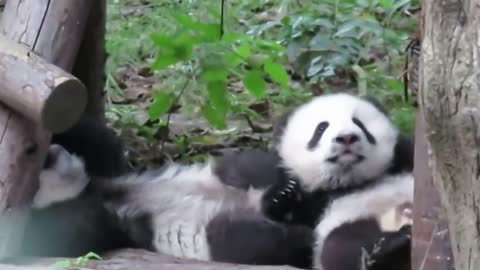 Cute baby Pandas playing with their mother