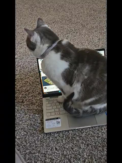 Mr. Rocky The Cat Sits on Laptop and Refuses to Move