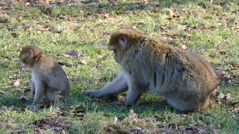 Monkey playing with his son