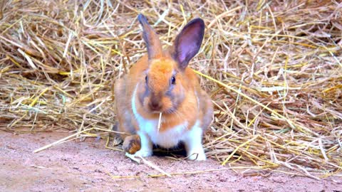 Adorable Bunnies