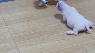 American Bully Puppy Playing Keep Away With Friend