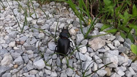 close- up-video-of-a-beetle-on-rocks