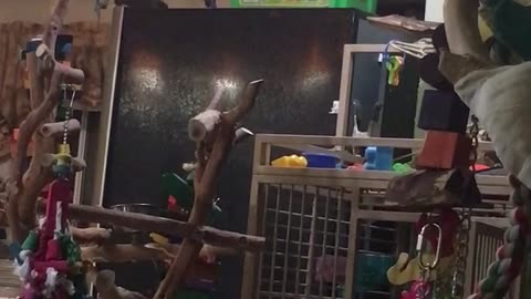 Cockatoo hurls toys all across kitchen floor