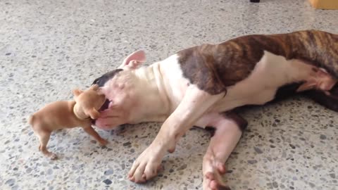 Chihuahua Puppy likes to taste the American Bulldog