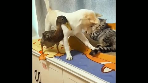 Duck dog and cat friendship