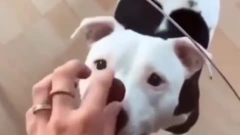 Prank with dog funny viral video meme