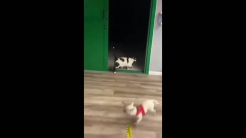 Cat VS dog funny