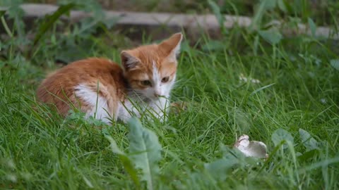 baby cats- video and fanny cats in train compilations __cute cats