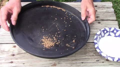 How to Save Cilantro Seeds - Step by Step