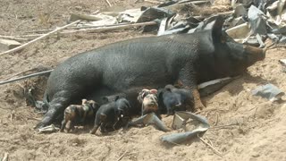 Piglets Nursing