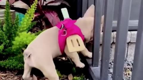 Did you laugh at this video? The little dog can't get out