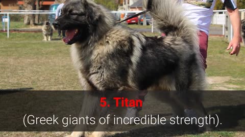 TOP 10 Strongest Dog Names - for Male And Female Dogs!!