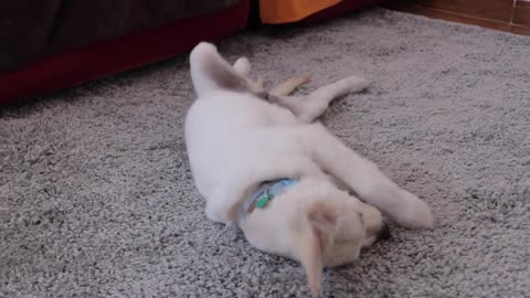How a Golden Retriever Puppy Reacts Differently to Donut and Lemon