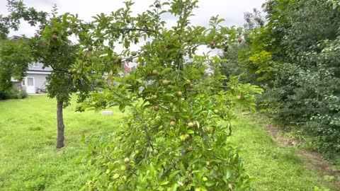 Apple tree. #London #Nature