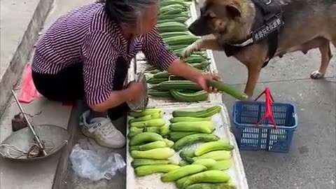 Smart dog training buying food