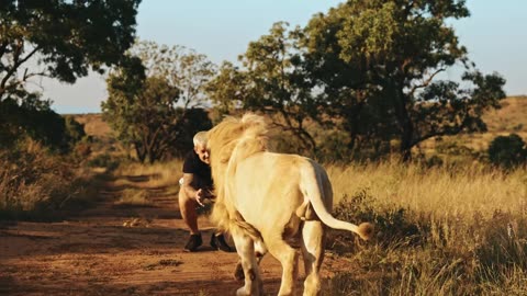 A Lions Wild Life - Dean Schneider